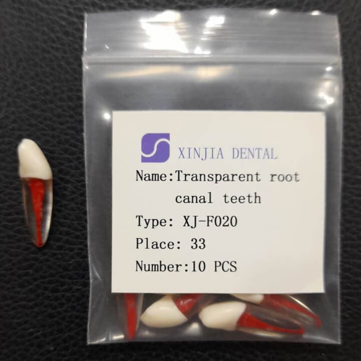 Training Transparent Root Canal Teeth #33