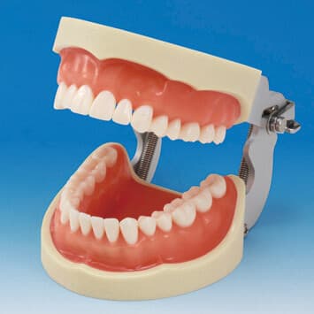 PRO2001-UL-UP-DPM-32, Prosthetic Restoration Jaw Model (32 Teeth Set)