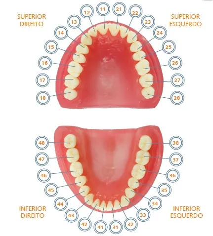 Pronew Student Tooth Refill, LL5/35, Second Premolar