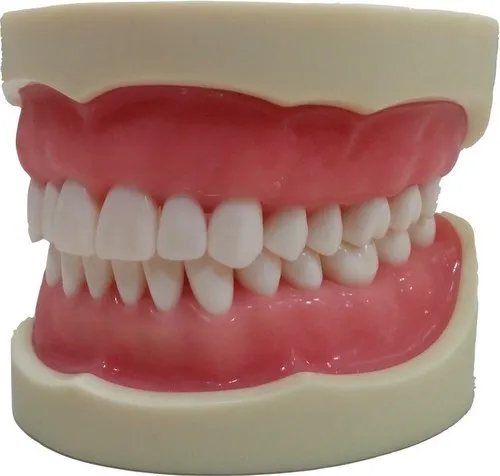 Nissin Adult PRO Typodont Model, 32 Teeth, Articulated